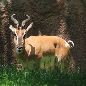 Soemmerring’s Gazelle (Nanger soemmerringii)