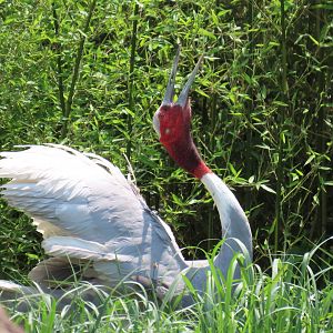 Sarus Crane (Antigone antigone)