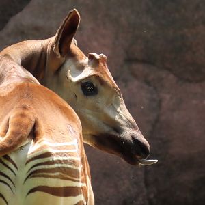 Okapi (Okapia johnstoni)