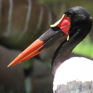 Saddle-billed Stork (Ephippiorhynchus senegalensis)