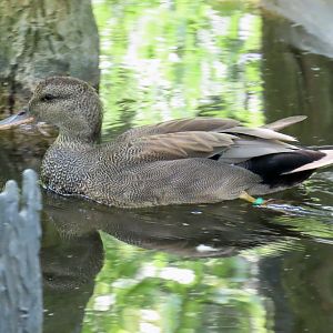 Gadwall (Mareca strepera)