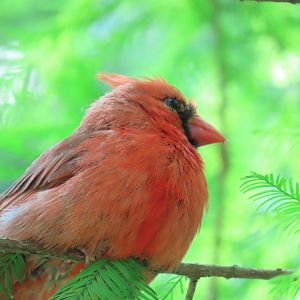 Northern Cardinal (Cardinalis cardinalis)