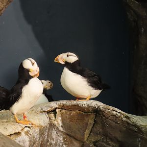 Horned Puffin (Fratercula corniculata)