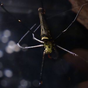Giant Golden Orbweaver (Nephila pilipes)