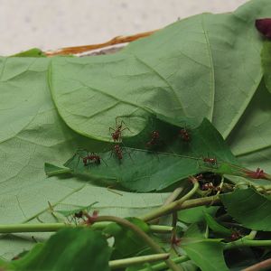 Leafcutter Ant (Atta cephalotes)