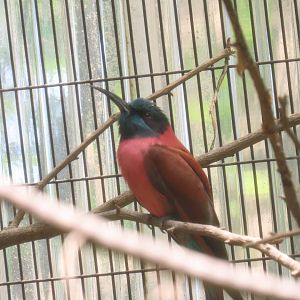 Northern Carmine Bee-eater (Merops nubicus)