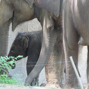Asian Elephant (Elephas maximus)