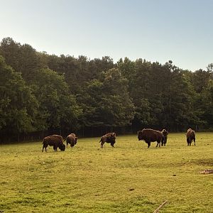 Bison Herd
