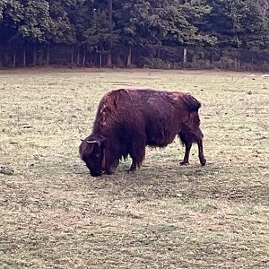 American Bison