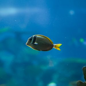 Whitebar Surgeonfish