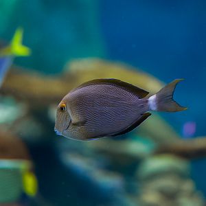 Blueline Surgeonfish