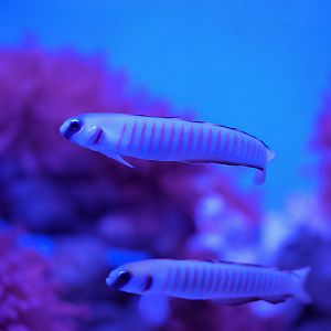 Zebra Dartfish