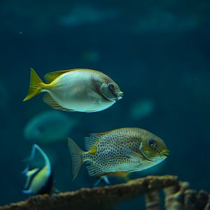 Doublebar Rabbitfish & Orange-spotted Rabbitfish