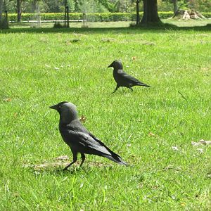 Western jackdaws