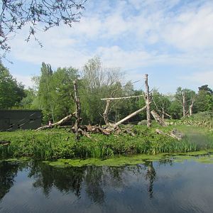 Dublin Zoo - Sulawesi crested macaque island