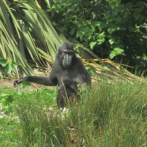 Dublin Zoo - Sulawesi crested macaque