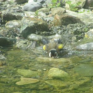 Wild European goldfinch