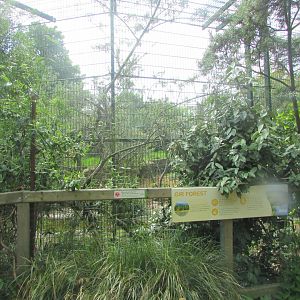 Dublin Zoo - Asiatic lion enclosure