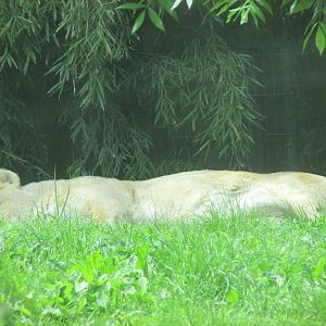Dublin zoo - Sleeping Asiatic lioness