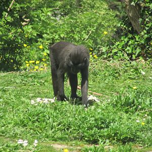 Dublin Zoo - Sulawesi crested macaque