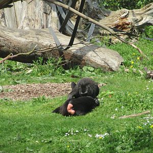 Dublin Zoo - Sulawesi crested macaque