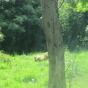 Dublin Zoo - Another sleeping Asiatic lioness