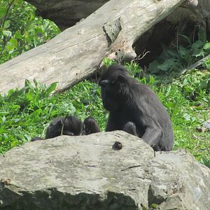 Dublin Zoo - Sulawesi crested macaque