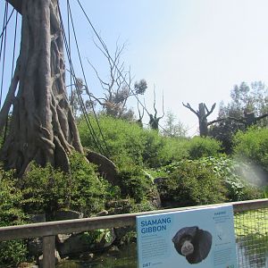 Dublin Zoo - Siamang exhibit