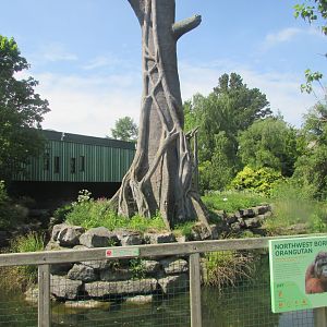 Dublin Zoo - Bornean orangutan exhibit