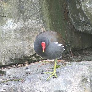 Wild Eurasian swamphen