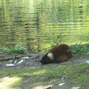 Dublin Zoo - Sleeping red-ruffed lemur