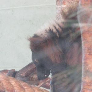 Dublin Zoo - Red-ruffed lemur inside indoor quarter