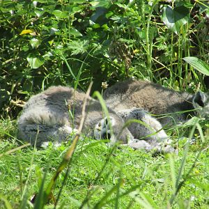 Dublin Zoo - Sleeping ring-tailed lemurs