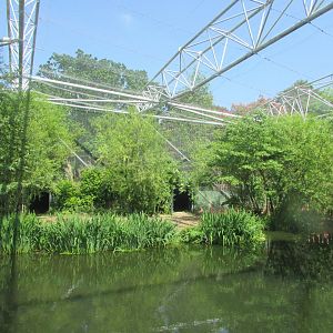Dublin Zoo - Inside flamingo aviary