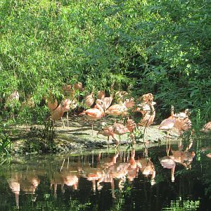 Dublin Zoo - Flock of Chilean flamingos