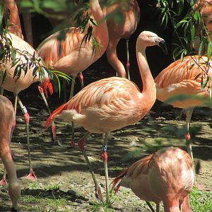 Dublin Zoo - Chilean flamingo close up