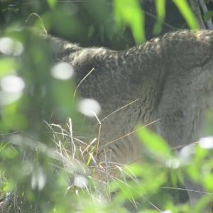 Dublin Zoo - Grey wolf