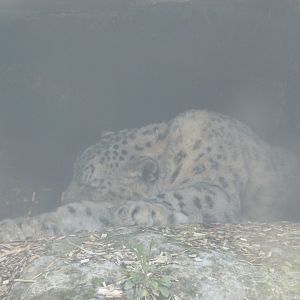 Dublin Zoo - Sleeping snow leopard