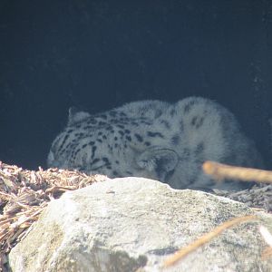 Dublin Zoo - Another sleeping snow leopard