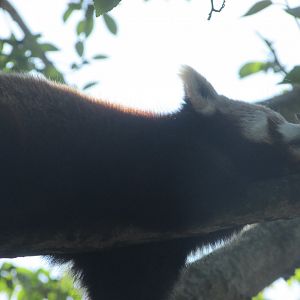 Dublin Zoo - Sleeping red panda