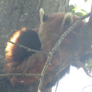 Dublin Zoo - Another sleeping red panda