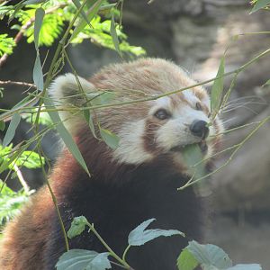 Dublin Zoo - Eating red panda