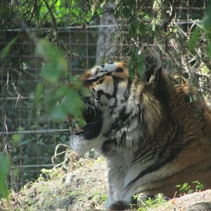 Dublin Zoo - Siberian tiger