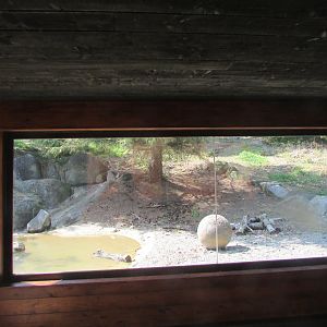 Dublin Zoo - Siberian tiger viewing panel