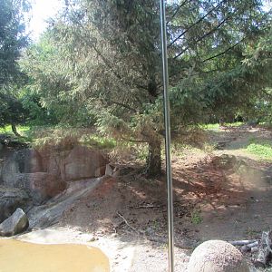 Dublin Zoo - Siberian tiger exhibit