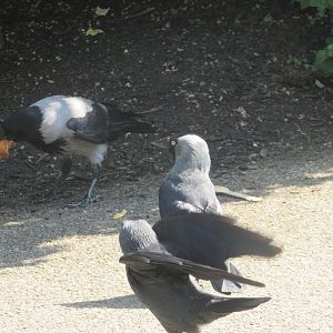 Hooded crow vs Western jackdaws