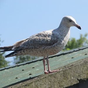 Wild gull species?