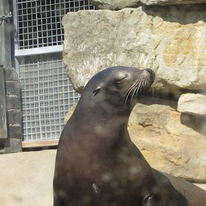 Dublin Zoo - California sea lion