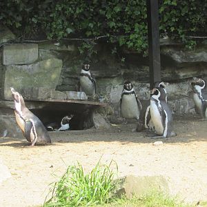Dublin Zoo - Colony of Humdbolt penguins