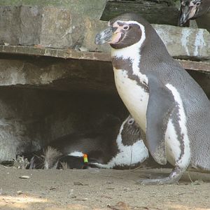 Dublin Zoo - Nesting Humdbolt penguins